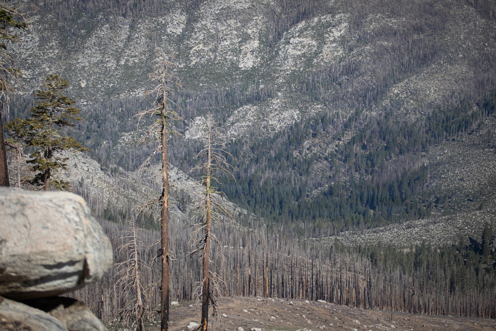 Caldor Fire Reforestation Work Continues Across Eldorado National Forest