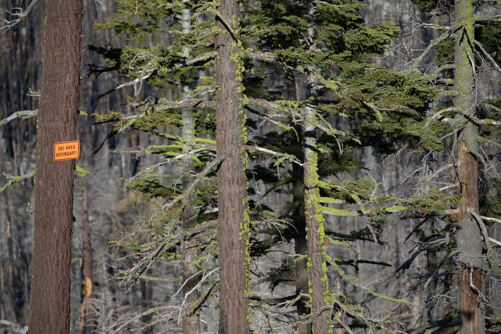 Caldor Fire Reforestation Work Continues Across Eldorado National Forest