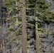 Caldor Fire Reforestation Work Continues Across Eldorado National Forest