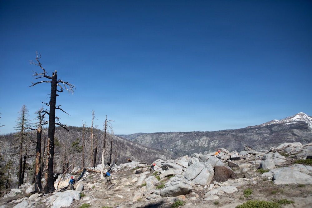 Caldor Fire Reforestation Work Continues Across Eldorado National Forest