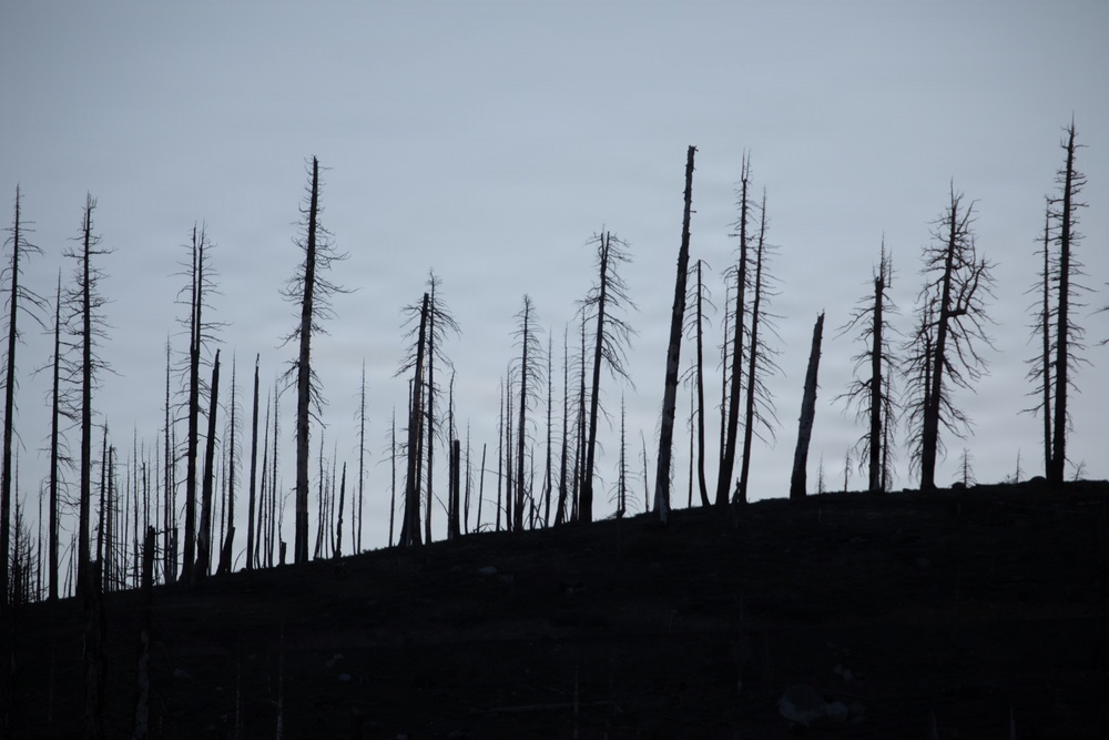 Caldor Fire Reforestation Work Continues Across Eldorado National Forest
