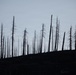 Caldor Fire Reforestation Work Continues Across Eldorado National Forest