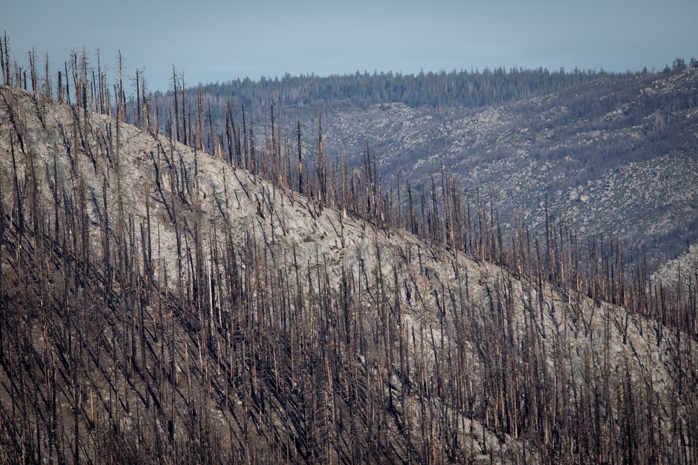 Caldor Fire Reforestation Work Continues Across Eldorado National Forest