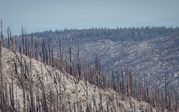 Caldor Fire Reforestation Work Continues Across Eldorado National Forest