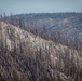 Caldor Fire Reforestation Work Continues Across Eldorado National Forest