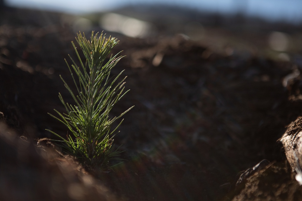 Caldor Fire Reforestation Work Continues Across Eldorado National Forest