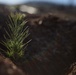 Caldor Fire Reforestation Work Continues Across Eldorado National Forest
