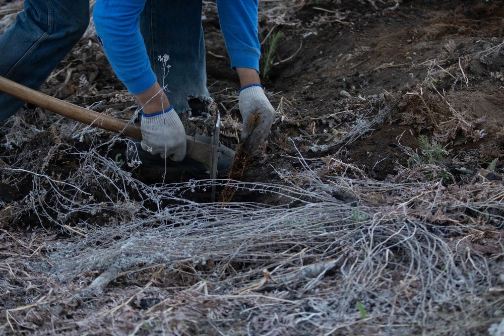 Caldor Fire Reforestation Work Continues Across Eldorado National Forest