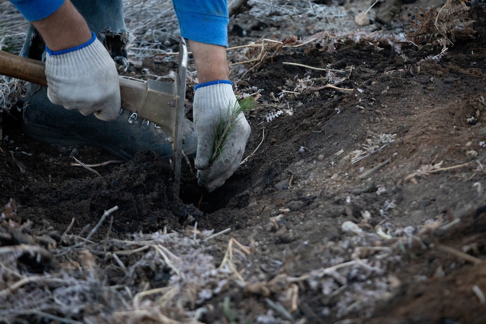 Caldor Fire Reforestation Work Continues Across Eldorado National Forest