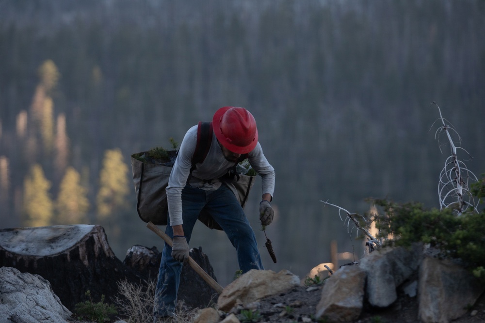 Caldor Fire Reforestation Work Continues Across Eldorado National Forest