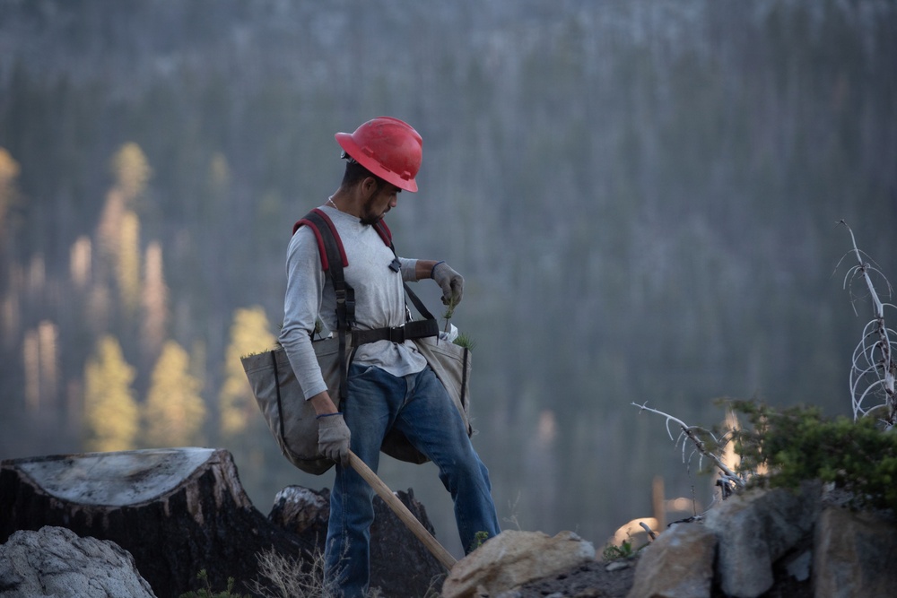 Caldor Fire Reforestation Work Continues Across Eldorado National Forest