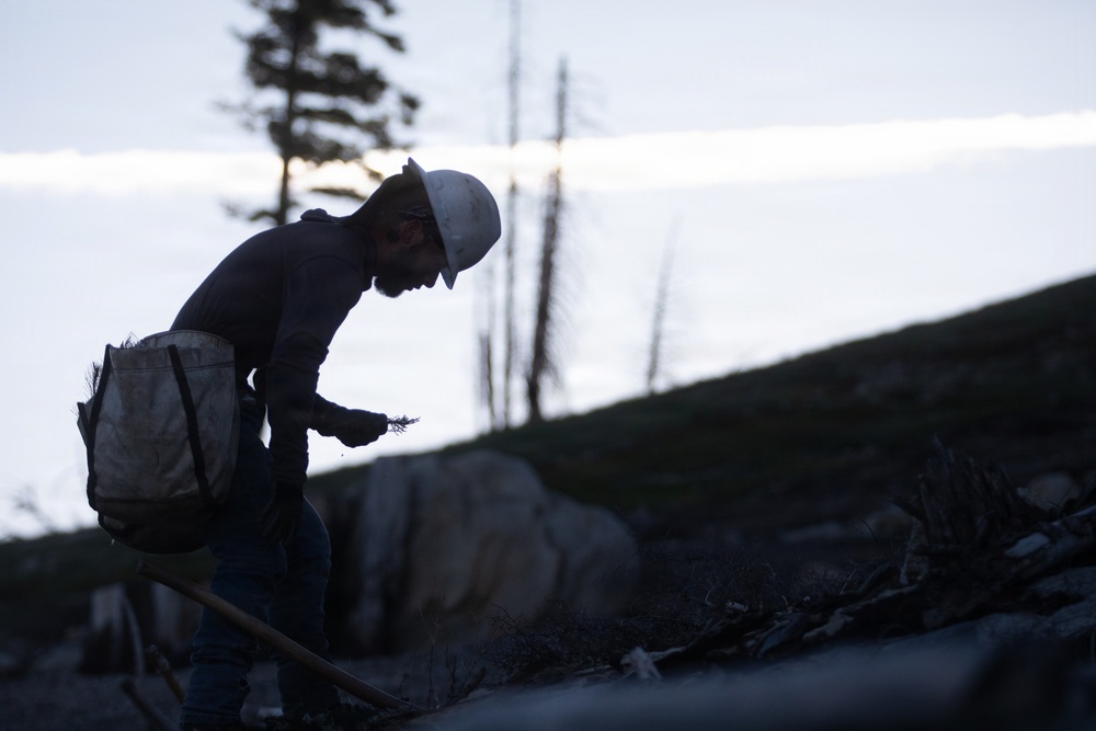 Caldor Fire Reforestation Work Continues Across Eldorado National Forest