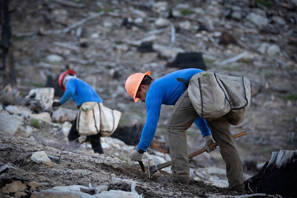 Caldor Fire Reforestation Work Continues Across Eldorado National Forest