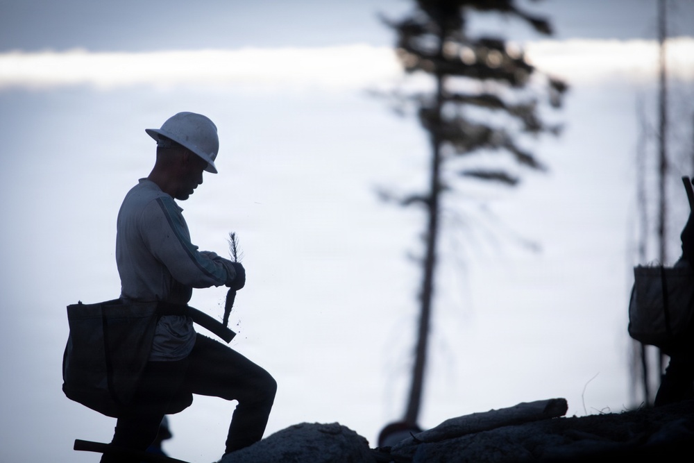 Caldor Fire Reforestation Work Continues Across Eldorado National Forest