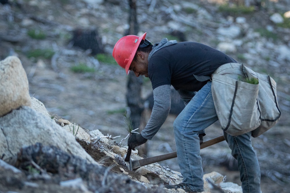 Caldor Fire Reforestation Work Continues Across Eldorado National Forest