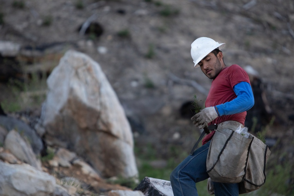 Caldor Fire Reforestation Work Continues Across Eldorado National Forest