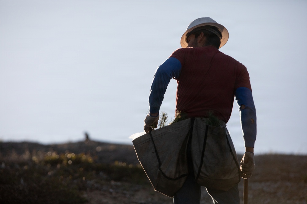Caldor Fire Reforestation Work Continues Across Eldorado National Forest