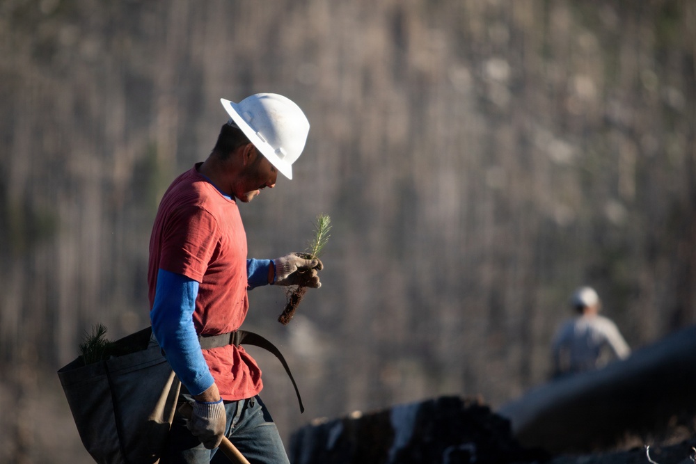 Caldor Fire Reforestation Work Continues Across Eldorado National Forest