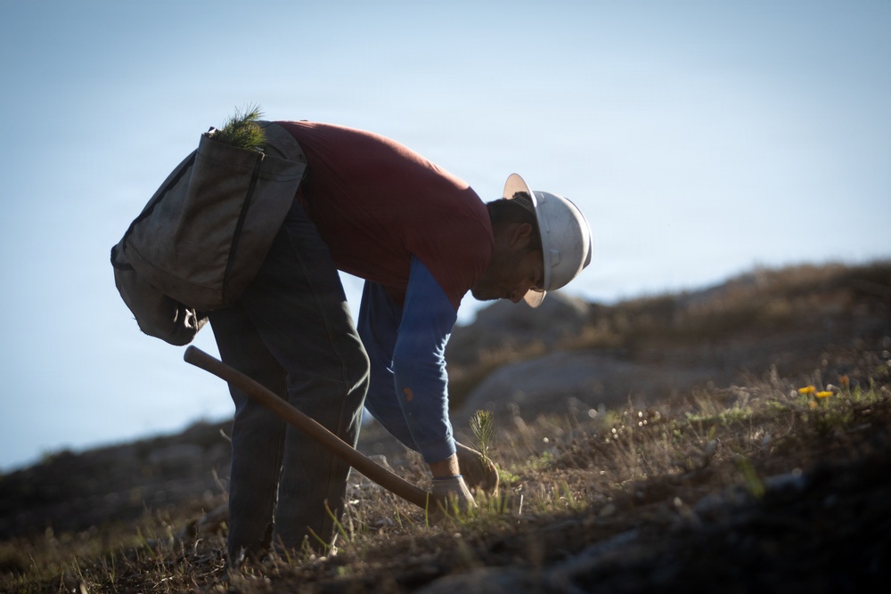 Caldor Fire Reforestation Work Continues Across Eldorado National Forest