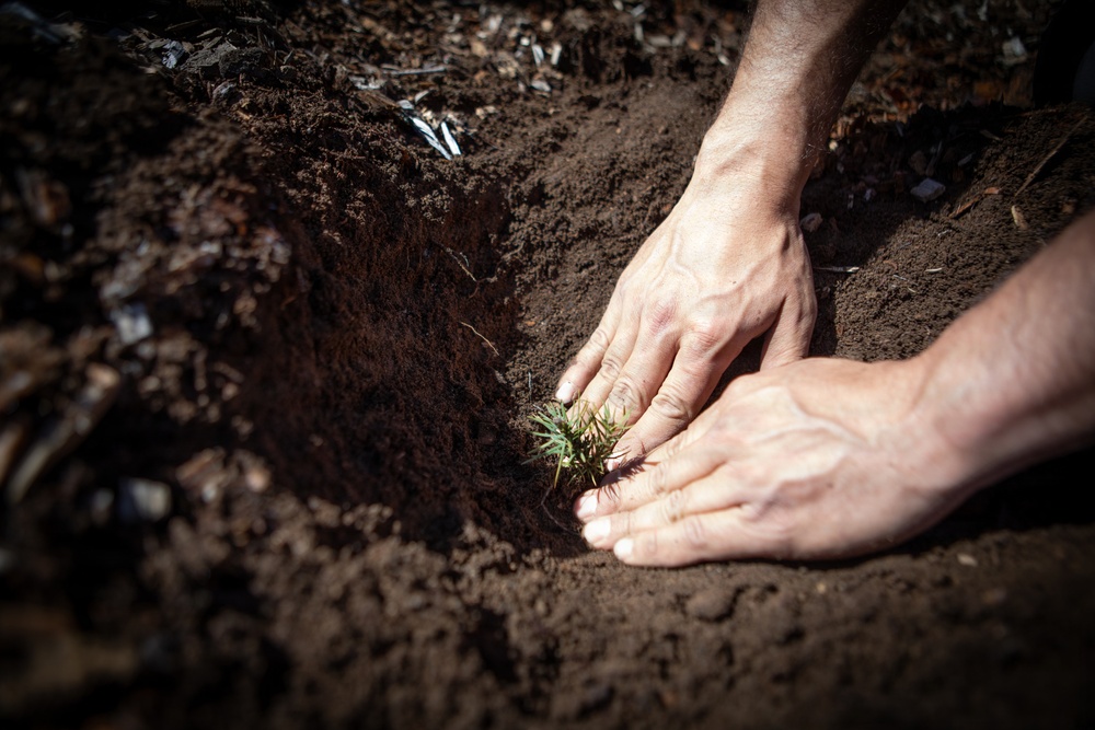 Caldor Fire Reforestation Work Continues Across Eldorado National Forest