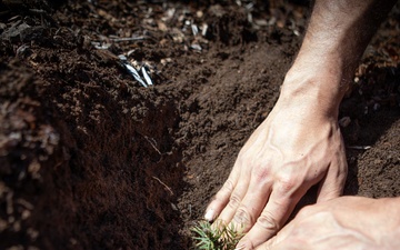 Caldor Fire Reforestation Work Continues Across Eldorado National Forest