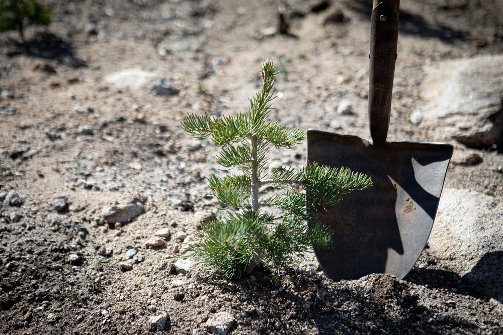 Caldor Fire Reforestation Work Continues Across Eldorado National Forest