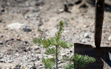 Caldor Fire Reforestation Work Continues Across Eldorado National Forest