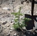 Caldor Fire Reforestation Work Continues Across Eldorado National Forest