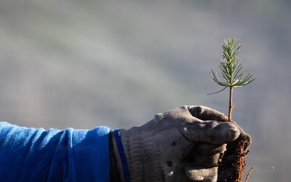 Caldor Fire Reforestation Work Continues Across Eldorado National Forest
