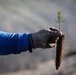 Caldor Fire Reforestation Work Continues Across Eldorado National Forest