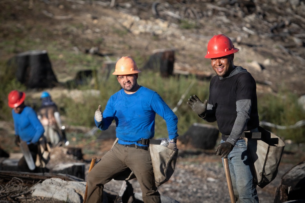 Caldor Fire Reforestation Work Continues Across Eldorado National Forest