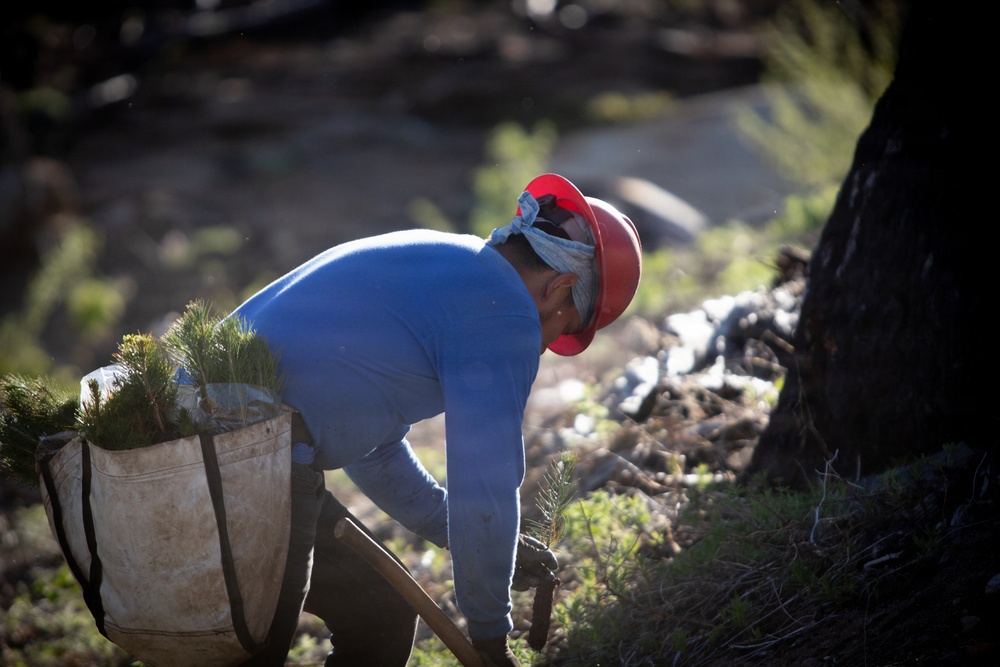 Caldor Fire Reforestation Work Continues Across Eldorado National Forest