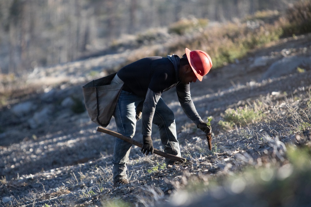Caldor Fire Reforestation Work Continues Across Eldorado National Forest