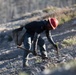 Caldor Fire Reforestation Work Continues Across Eldorado National Forest