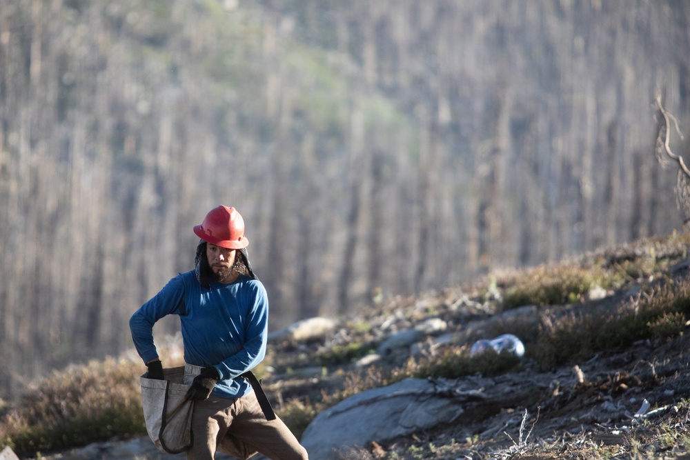 Caldor Fire Reforestation Work Continues Across Eldorado National Forest