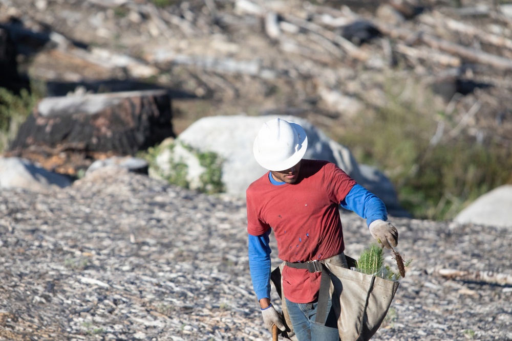 Caldor Fire Reforestation Work Continues Across Eldorado National Forest