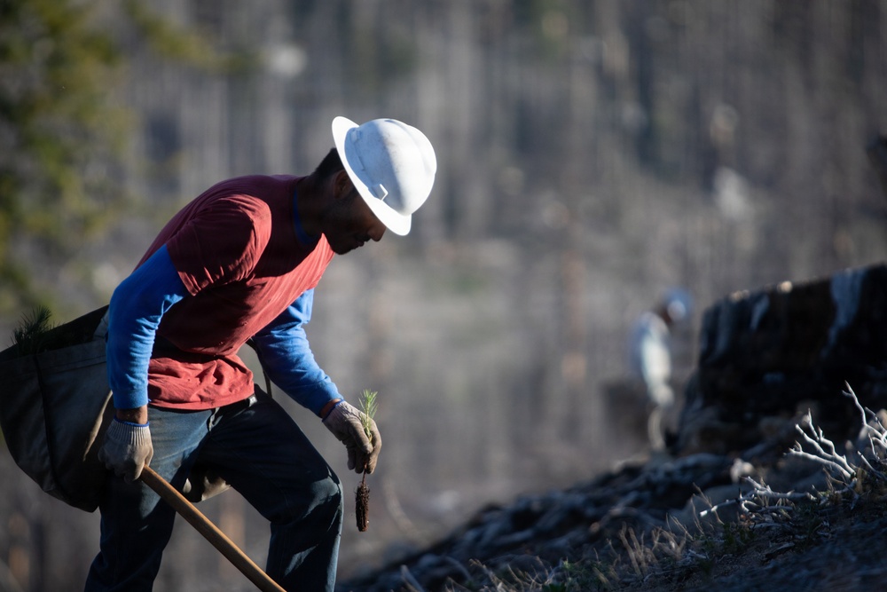 Caldor Fire Reforestation Work Continues Across Eldorado National Forest