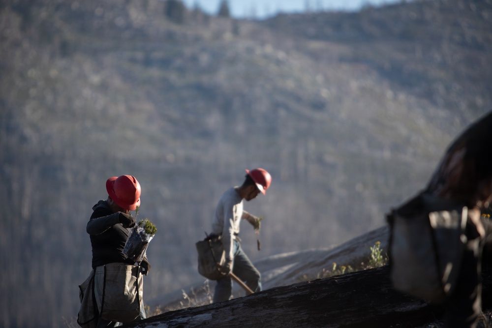 Caldor Fire Reforestation Work Continues Across Eldorado National Forest
