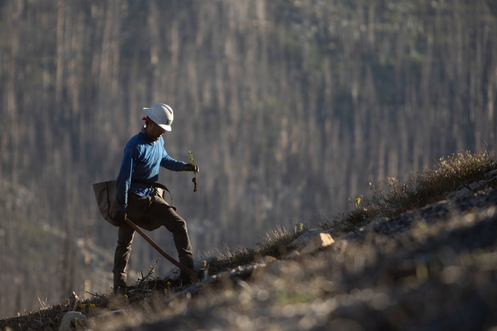 Caldor Fire Reforestation Work Continues Across Eldorado National Forest