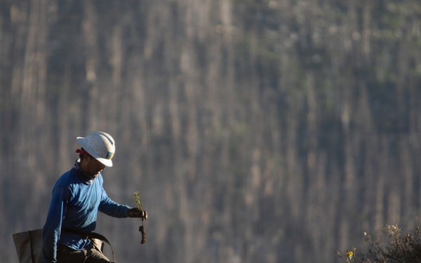 Caldor Fire Reforestation Work Continues Across Eldorado National Forest
