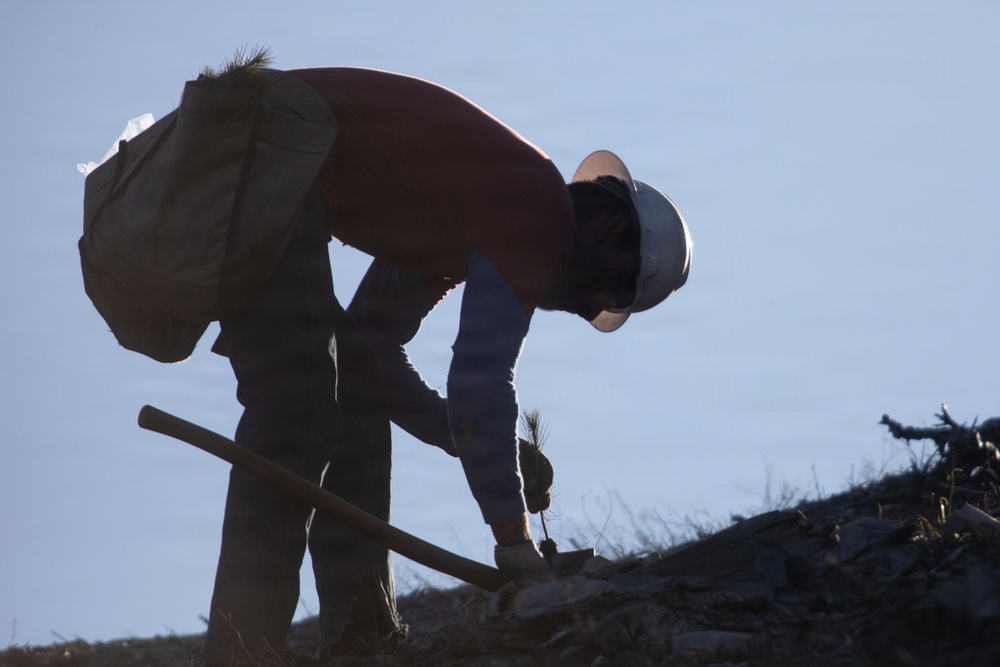 Caldor Fire Reforestation Work Continues Across Eldorado National Forest