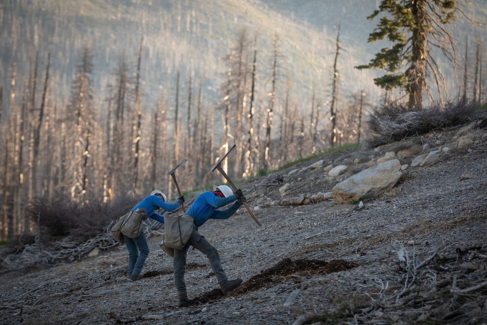 Caldor Fire Reforestation Work Continues Across Eldorado National Forest
