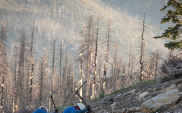 Caldor Fire Reforestation Work Continues Across Eldorado National Forest