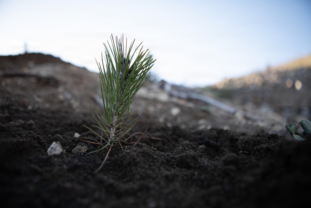 Caldor Fire Reforestation Work Continues Across Eldorado National Forest