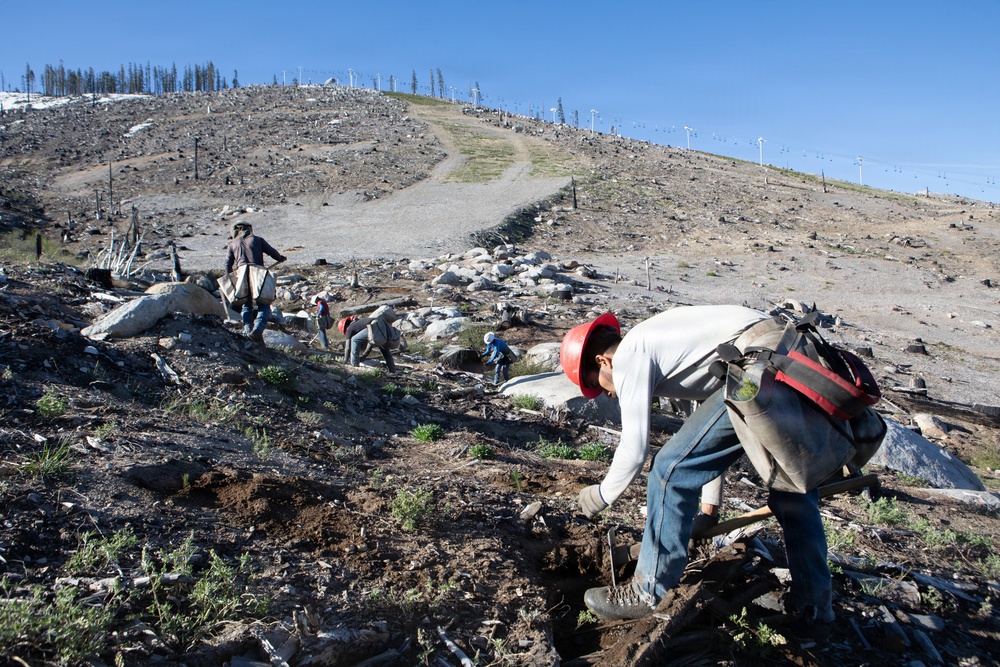 Caldor Fire Reforestation Work Continues Across Eldorado National Forest