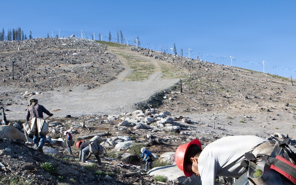 Caldor Fire Reforestation Work Continues Across Eldorado National Forest