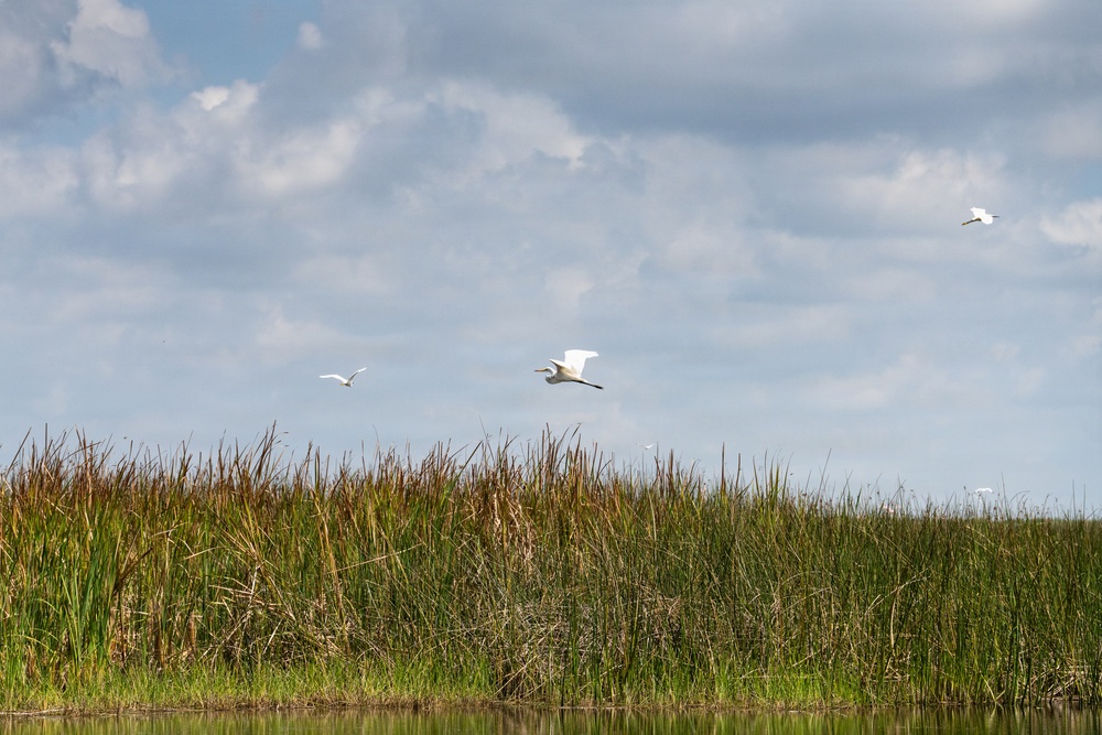 Great Egrets in Flight Over Coastal Wetland Marsh