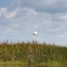 Great Egrets in Flight Over Coastal Wetland Marsh
