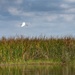 America's Waters- Lake Okeechobee