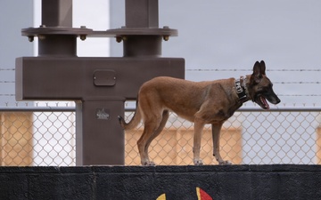 Luke AFB holds Police Week 2026 Lethal K9 Competition